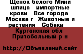 Щенок белого Мини шпица , импортные крови - Все города, Москва г. Животные и растения » Собаки   . Курганская обл.,Притобольный р-н